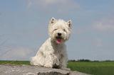 WESTIE 356